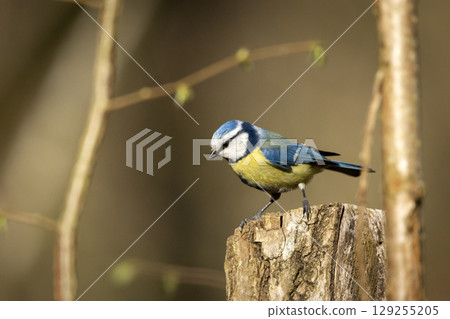 A Blue Tit (Cyanistes caeruleus) Resting on a Tree Stump A Blue Tit (Cyanistes caeruleus) Resting on a Tree Stump 129255205