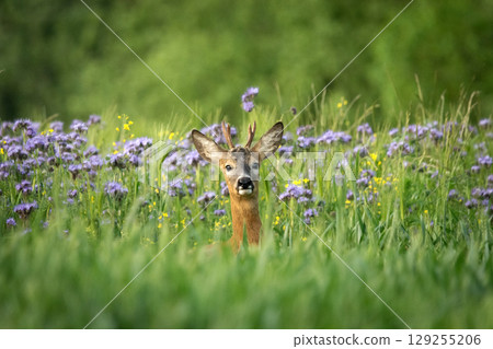 Roe deer in flowers in a meadow 129255206