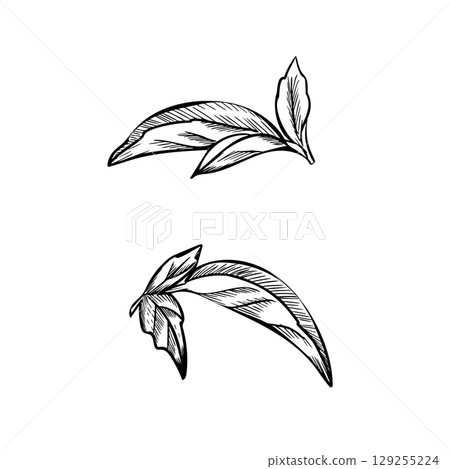 Oregano, Marjoram or Melissa Leaves set vector illustration in vintage botanical style. Hand drawn ink black and white sketch of aromatic culinary and medicinal herb. For product packaging, kitchen 129255224