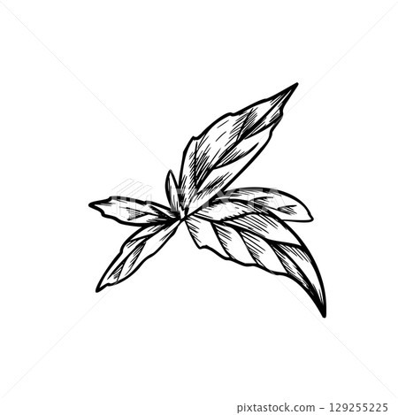 Marjoram, Oregano or Melissa Leaves graphic illustration in vintage botanical style. Hand drawn black and white sketch of aromatic culinary and medicinal herb. For product packaging, kitchen designs 129255225