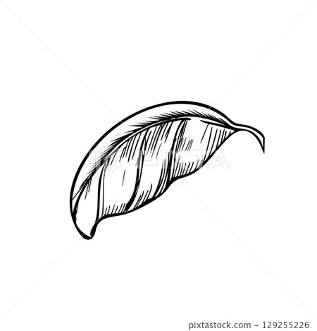 Basil Leaf hand drawn illustration. Vector sketch of Culinary Herbs, spicy ingredient isolated on a background. For label, product packaging, stickers or menu design. Basil Leaf hand drawn illustration. Vector sketch of Culinary Herbs, spicy ingredient isolated on a background. For label, product packaging, stickers or menu design. 129255226