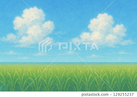 Summer Cloud Series: Summer rural landscape with rice fields and sky 129255237
