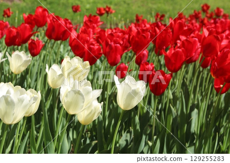 Red and white tulips 129255283