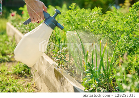 Spraying bio preparation on young vegetable and herb plants in raised bed 129255335