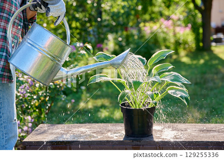 Close-up of watering Hosta plant in pot in backyard garden Close-up of watering Hosta plant in pot in backyard garden 129255336