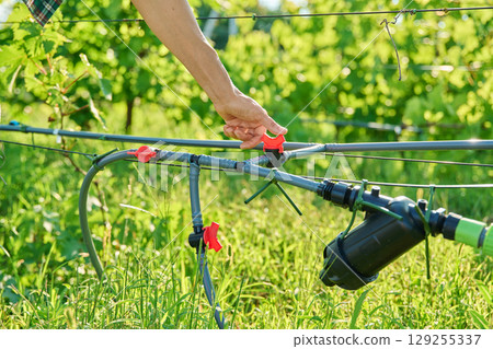 Close-up of drip irrigation in a vineyard 129255337
