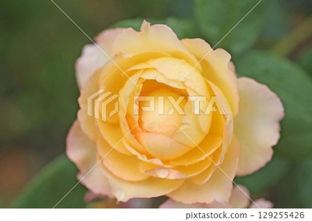 Kanayama一般公園的玫瑰 129255426