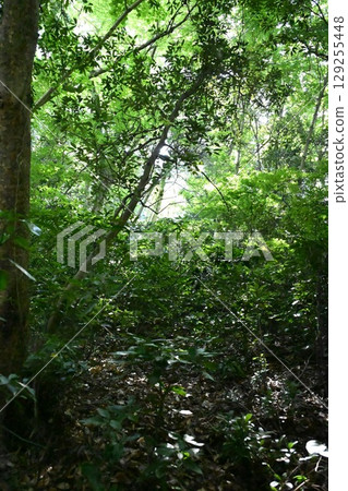 Forest through which light shines Forest through which light shines 129255448