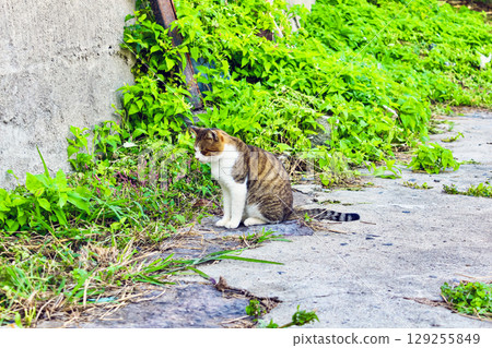 [Kagawa] Ibukijima Island in early autumn: Stray cats on the island 129255849