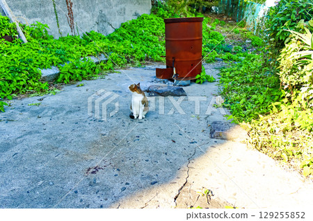 [Kagawa] Ibukijima Island in early autumn: Stray cats on the island 129255852