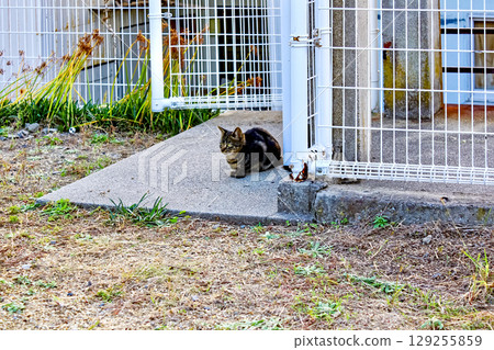 [Kagawa] Ibuki Island in early autumn: A stray cat standing at the former Ibuki Elementary School on the island 129255859