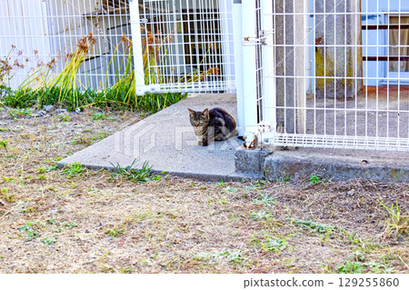 [Kagawa] Ibuki Island in early autumn: A stray cat standing at the former Ibuki Elementary School on the island 129255860