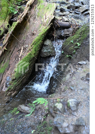 Rock with moss 129255913