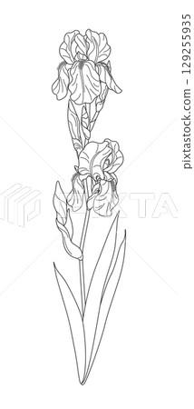 Flowering Iris with Leaves Outline Drawing Flowering Iris with Leaves Outline Drawing 129255935