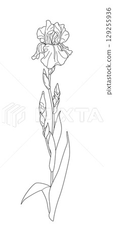 Flowering Iris with Leaves Outline Drawing 129255936