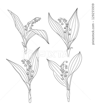 Flowering Lily of the Valley Outline Drawing Flowering Lily of the Valley Outline Drawing 129255939