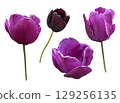 Peony flower head, delicate summer garden plant in blossom for floral arrangements, cards, wedding design, collages, frames creation, isolated object cut out with clipping path, soft selective focus 129256135