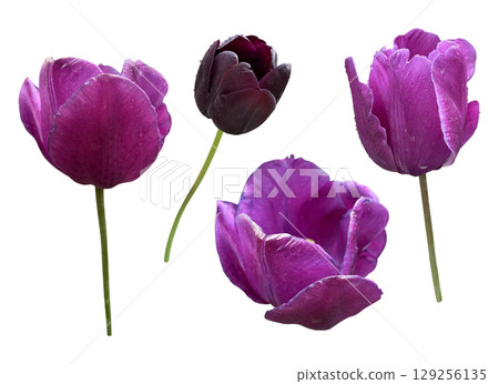 Peony flower head, delicate summer garden plant in blossom for floral arrangements, cards, wedding design, collages, frames creation, isolated object cut out with clipping path, soft selective focus 129256135