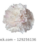 Peony flower head, delicate summer garden plant in blossom for floral arrangements, cards, wedding design, collages, frames creation, isolated object cut out with clipping path, soft selective focus 129256136