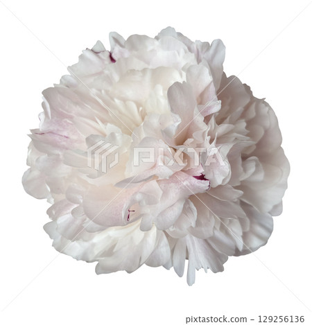 Peony flower head, delicate summer garden plant in blossom for floral arrangements, cards, wedding design, collages, frames creation, isolated object cut out with clipping path, soft selective focus 129256136