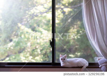 有貓的窗台 129256196