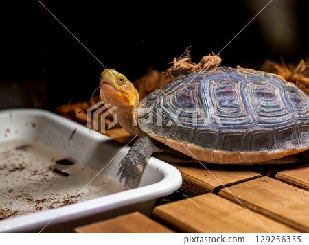 Close-up of a Yellow-spotted Box Turtle Close-up of a Yellow-spotted Box Turtle 129256355