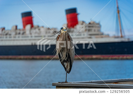 Blue sky and the Cunard Queen Mary memorial ship and herons in Long Beach, Los Angeles, USA 129256505