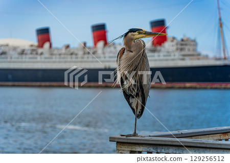 Blue sky and the Cunard Queen Mary memorial ship and herons in Long Beach, Los Angeles, USA Blue sky and the Cunard Queen Mary memorial ship and herons in Long Beach, Los Angeles, USA 129256512
