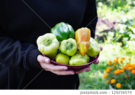 Freshly harvested bell peppers held in hands against a vibrant garden backdrop with blooming flowers 129256574