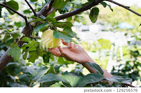 Person picking a ripe yellow apple from a tree in a backyard garden during sunny daytime in early autumn Person picking a ripe yellow apple from a tree in a backyard garden during sunny daytime in early autumn 129256576