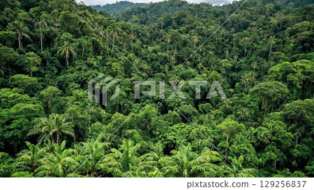 鬱鬱蔥蔥的熱帶雨林和多樣化植物群的廣闊全景 129256837
