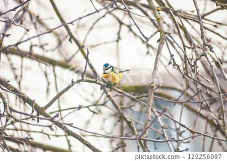 Little Eurasian blue tit sits on bare tree in winter yard. Cyanistes caeruleus small wild bird 129256997