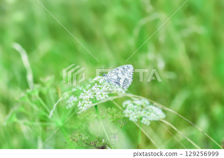 Marbled white beauty butterfly sitting on Cow Parsley flowers in spring green field Marbled white beauty butterfly sitting on Cow Parsley flowers in spring green field 129256999