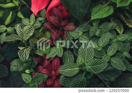 Fittonia variegated foliage abstract pattern. Various green leaves tropical texture Fittonia variegated foliage abstract pattern. Various green leaves tropical texture 129257000