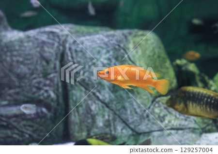Lemon cichlid fish swimming in aquarium. Neolamprologus leleupi orange fish 129257004