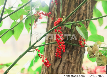 Rivina humilis red berries and green leaves growing in summer sunlight garden Rivina humilis red berries and green leaves growing in summer sunlight garden 129257072