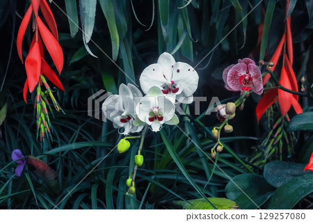 White and pink orchids flowers growing in tropical botanical garden. Beauty multicolored wildflowers blooming in dark jungle White and pink orchids flowers growing in tropical botanical garden. Beauty multicolored wildflowers blooming in dark jungle 129257080