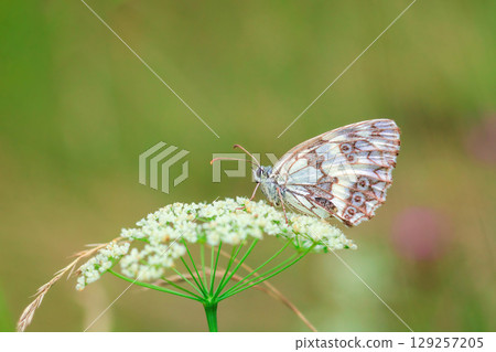 Marbled white beauty butterfly sitting on Cow Parsley flowers in summer green field Marbled white beauty butterfly sitting on Cow Parsley flowers in summer green field 129257205