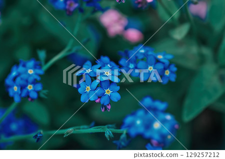 Blue forget-me-not little flowers grow in summer ornamental garden closeup, selective focus 129257212