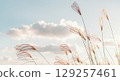 Delicate Wispy Grass Stems Swaying Gently Against Serene Sky 129257461