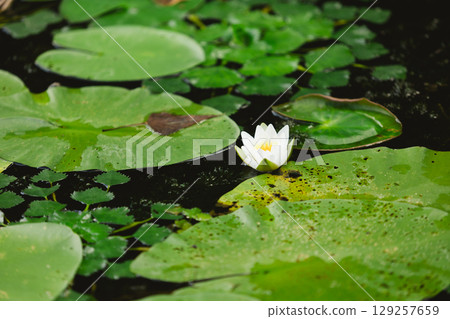 Single, delicate white water lily flower resting on a dark pond surface Single, delicate white water lily flower resting on a dark pond surface 129257659
