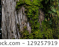 MossCovered Tree Trunk in Forest Setting Nature Texture for EcoThemed Designs 129257919