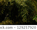 Lush Green Foliage Dense Leafy Vegetation for Nature Backgrounds, Stock Photography Trends 129257920