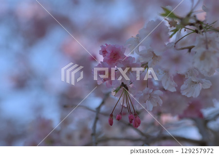 垂枝櫻花樹的紅色花蕾和白色花朵 垂枝櫻花樹的紅色花蕾和白色花朵 129257972