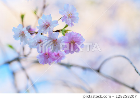 垂枝櫻花樹的枝條細長，花朵較小。 129258207