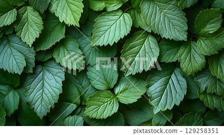Green leaf background texture lush foliage nature photography Green leaf background texture lush foliage nature photography 129258351