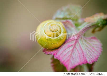Snail on leaf in spring vine yard closeup. Yellow shell Cepaea nemoralis on pink leaf, soft focus 129258663