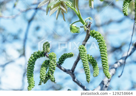 Walnuts blossoms tree in spring light garden. Juglans regia blooming branch by blurry blue sky 129258664