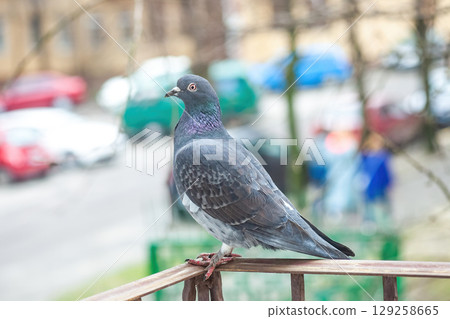 Gray pigeon standing on balcony. Rock dove on old metal handrail. Columba livia domestica bird 129258665