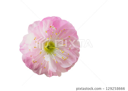 Chinese cherry soft spring blossoms flower isolated on white background. Pink sakura flowerhead cutout icon with copy space 129258666